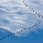 中国方言定制课程