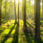 ⼝碑实⽤分级汉语课程